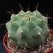 Submatucana madisoniorum 2
