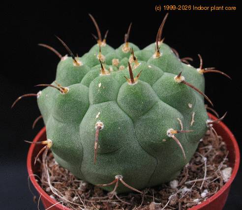 Submatucana madisoniorum 2