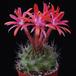 Submatucana paucicostata SIb