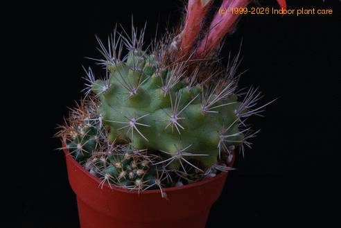 Submatucana paucicostata SIt