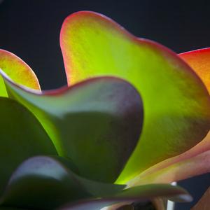 Succulents