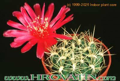 Sulcorebutia 182