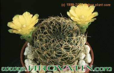 Sulcorebutia candiae 138