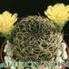 Sulcorebutia candiae 138