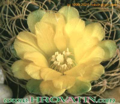 Sulcorebutia candiae flower 139