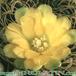 Sulcorebutia candiae flower 139