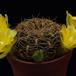 Sulcorebutia candiae PP1