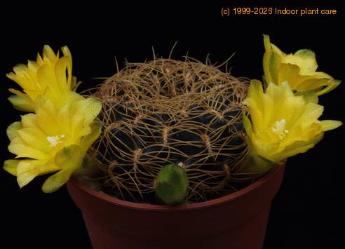 Sulcorebutia candiae PP1