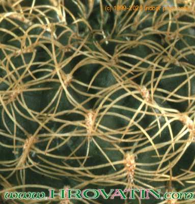 Sulcorebutia candiae thorn 140