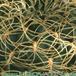 Sulcorebutia candiae thorn 140