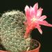 Sulcorebutia crispata-98