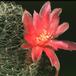 Sulcorebutia crispata-99