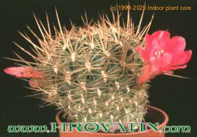 Sulcorebutia cylindrica v magenta 101