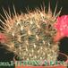 Sulcorebutia cylindrica v magenta 101