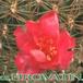 Sulcorebutia cylindrica v magenta flower 102
