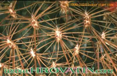 Sulcorebutia cylindrica v magenta thorn 103