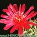 Sulcorebutia flower 183