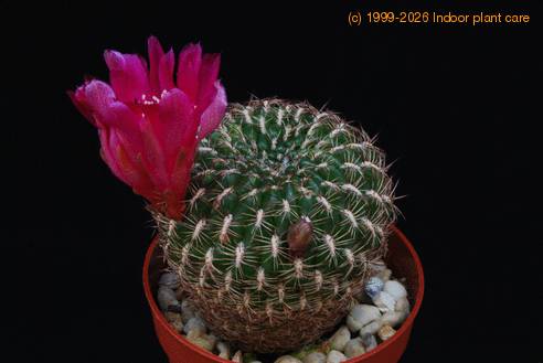 Sulcorebutia verticillacantha