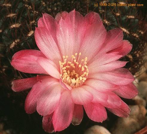 Sulcorebutia verticillacantha v minima-546