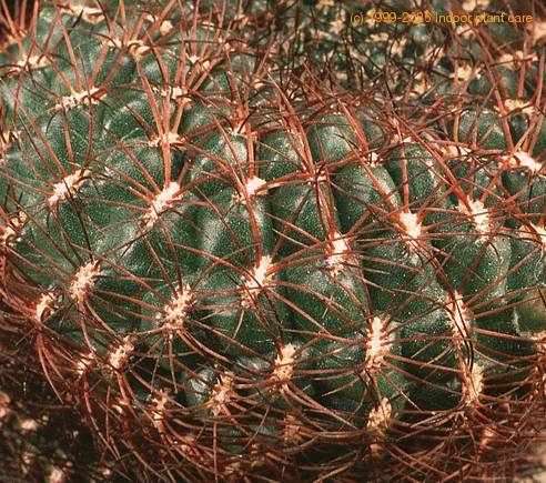 Sulcorebutia verticillacantha v minima-547