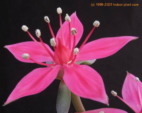 Tacitus bellus flower