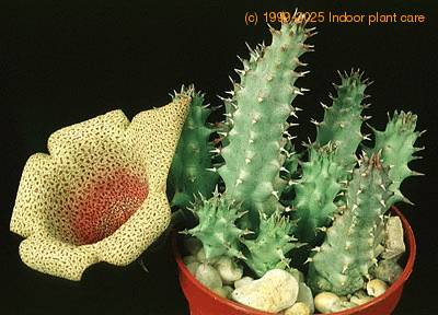 Tavaresia angolensis