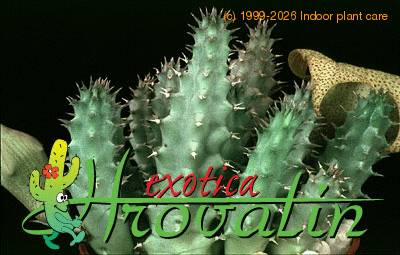 Tavaresia angolensis leaf 11099