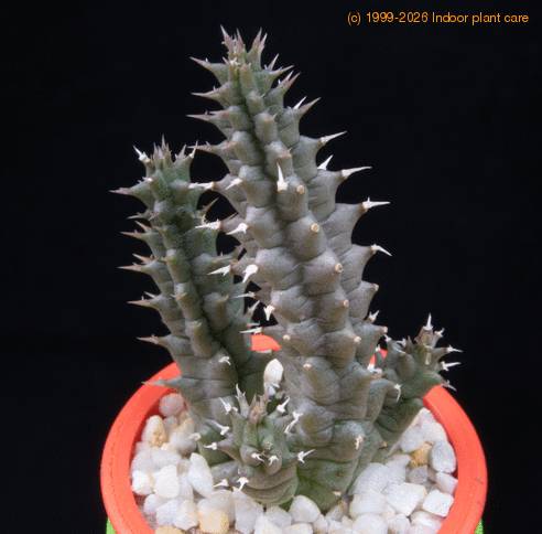 Tavaresia angolensis MOP