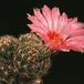 Thelocactus bicolor SIb 2