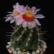 Thelocactus bicolor SIb