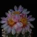 Thelocactus bicolor SIf