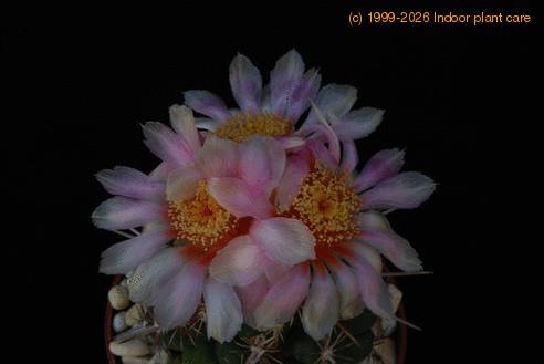 Thelocactus bicolor SIf