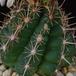 Thelocactus bicolor SIt