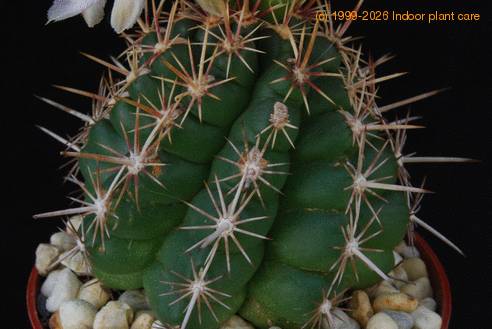 Thelocactus bicolor SIt
