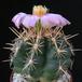 Thelocactus bicolor v. wagnerianus