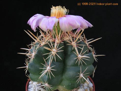 Thelocactus bicolor v. wagnerianus