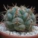 Thelocactus hexaedrophorus