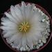 Thelocactus hexaedroporus 1