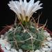 Thelocactus hexaedroporus 2