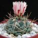 Thelocactus hexaedroporus 3