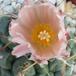 Thelocactus hexaedroporus 4