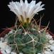 Thelocactus hexaedroporus SIb