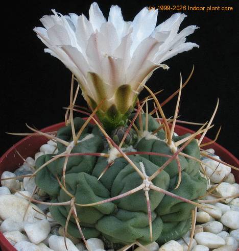Thelocactus hexaedroporus SIb