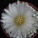 Thelocactus hexaedroporus SIf