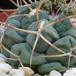 Thelocactus hexaedroporus SIt
