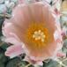 Thelocactus hexaedroporus1 SIf
