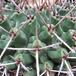 Thelocactus lophothele 1