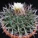 Thelocactus lophothele 2