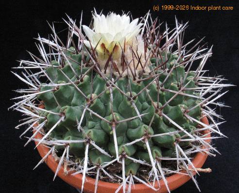 Thelocactus lophothele 2