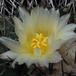 Thelocactus lophothele 3